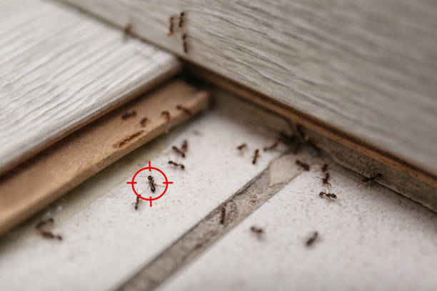 Best Spider Control Near Me  in Barnesville, MN