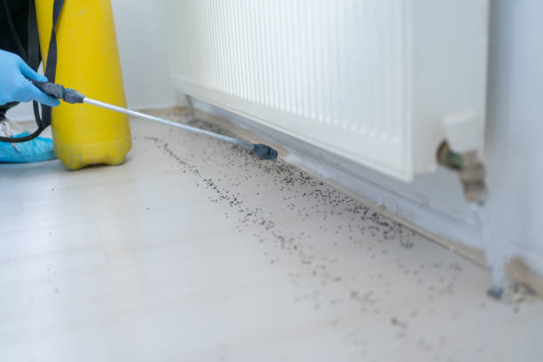 Best Wasp Removal Services  in Barnesville, MN
