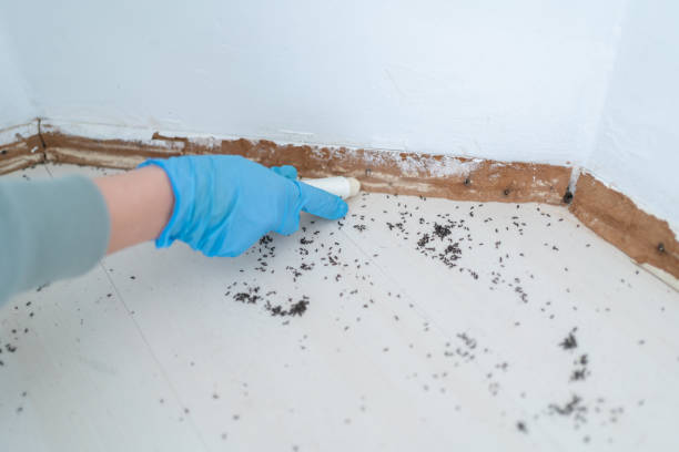 Best Residential Pest Control  in Barnesville, MN